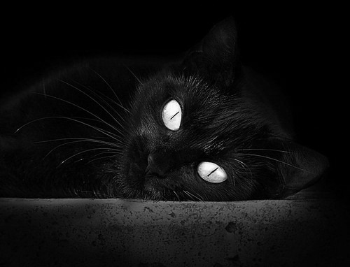 开云·体育全站登录地址-德国马术协会与欧洲马术协会签署合作协议，共同举办国际赛事。